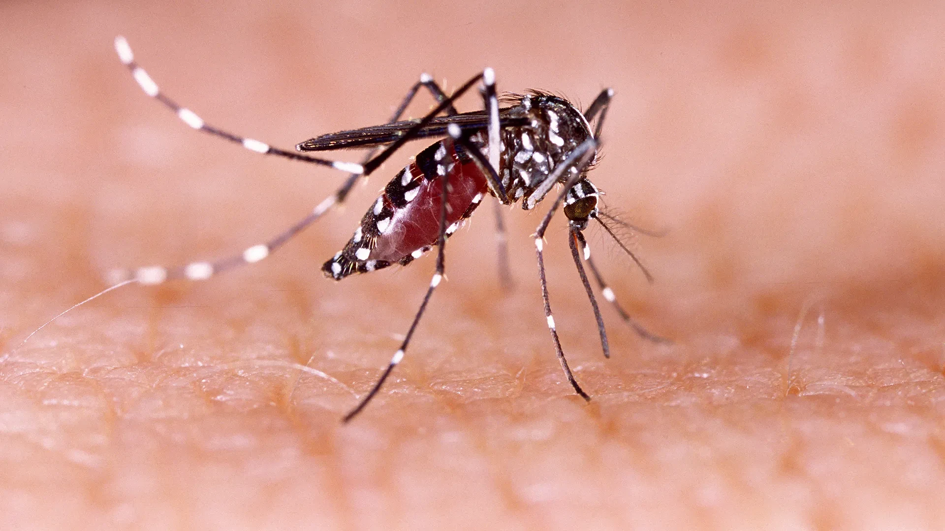 Mosquitoes Don’t Disappear in Winter… Climate and Genes Reveal the Secret Behind Bites