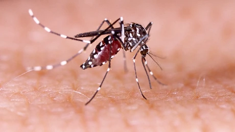 Mosquitoes Don’t Disappear in Winter… Climate and Genes Reveal the Secret Behind Bites